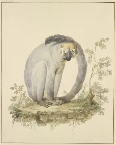 Eine Meerkatze