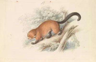 Eira Ferruginea Gulo Castaneus Griffiths Cuvier