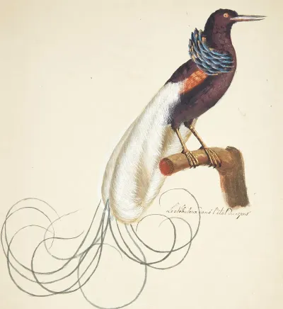 Eksotisk Fugl 2