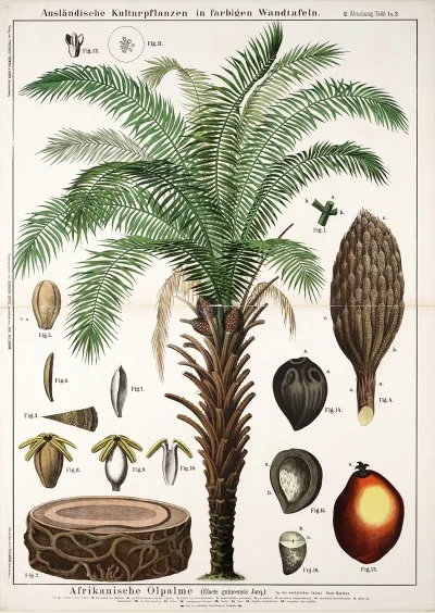 Elaeis Guineensis Oliepalm