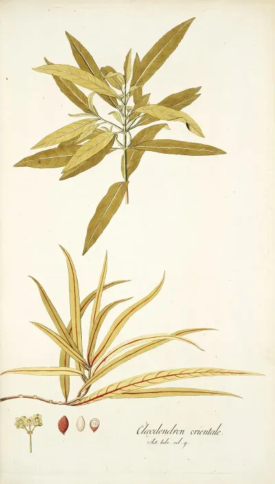 Elaeodendron Orientale