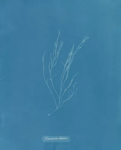 Elaionema Villosum