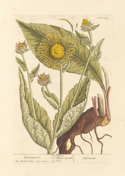 Elecampane