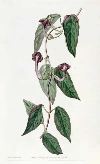 Elegant Ceropegia