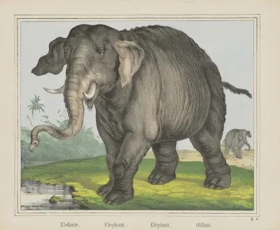 Elephant 7