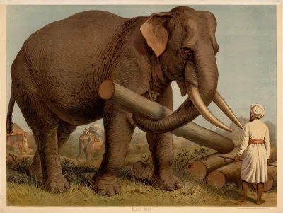 Elephant 8