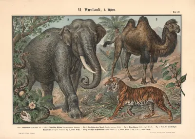 Elephant Tiger Camel And Snake