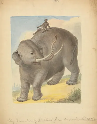 Elephant With Rider