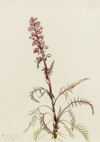 Elephanthead Pedicularis Groenlandica 2