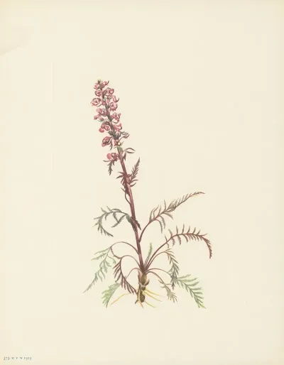 Elephanthead Pedicularis Groenlandica 3