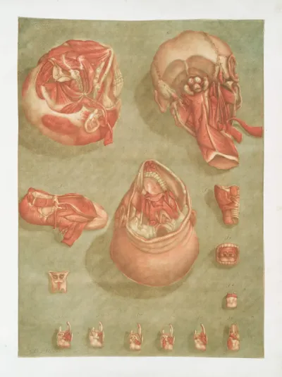 Elle Presente En Detail Certains Muscles De La Tete