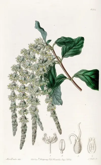 Elliptic Leaved Garrya