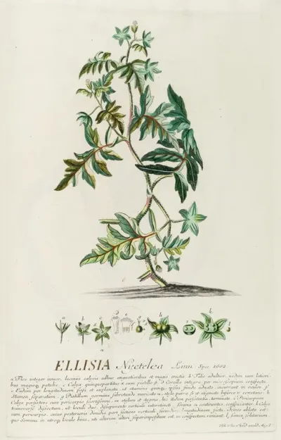 Ellisia