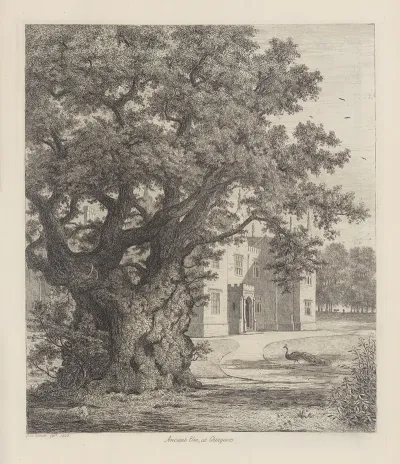Elm At Checquers