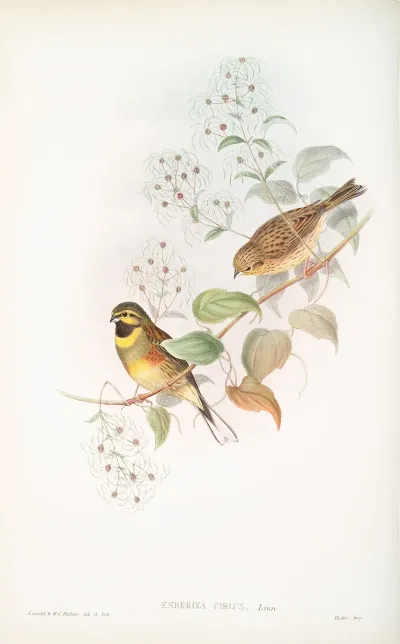 Emberiza Cirlus Cirl Bunting
