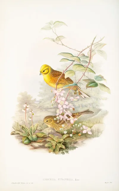 Emberiza Citrinella Yellowhammer Or Yellow Bunting