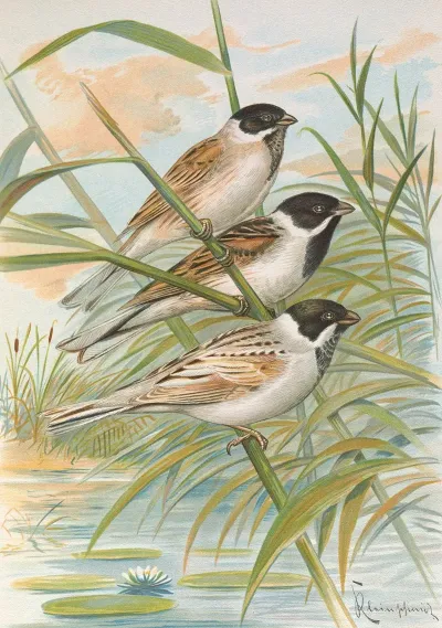 Emberiza Intermedia Michahelles Emberiza Palustris Savi Emberiza Pyrrhuloides Pall