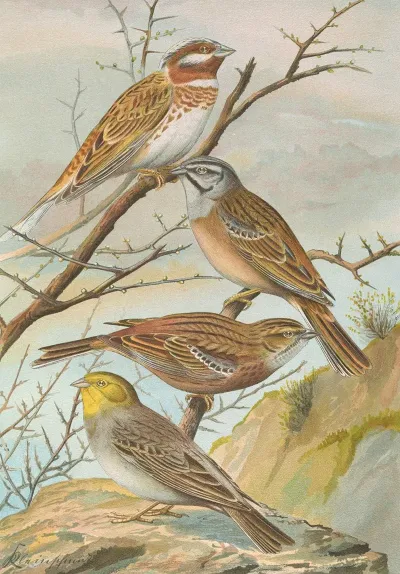 Emberiza Leucocephala Gmel Emberiza Cia Emberiza Cinerea Strickl