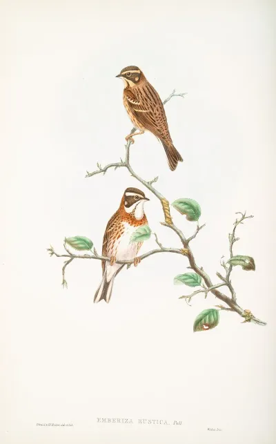 Emberiza Rustica Rustic Bunting