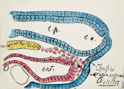 Embryonic Origin Of The Pituitary Gland