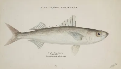Emmelichthys Nitidus