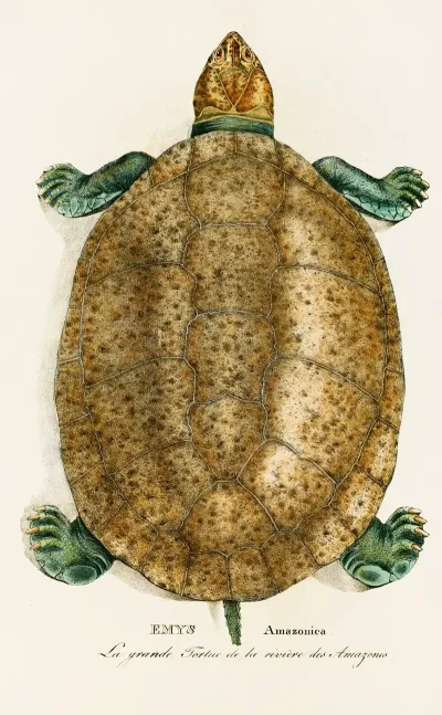 Emys Amazonica