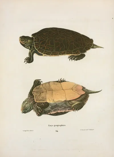 Emys Georgaphica