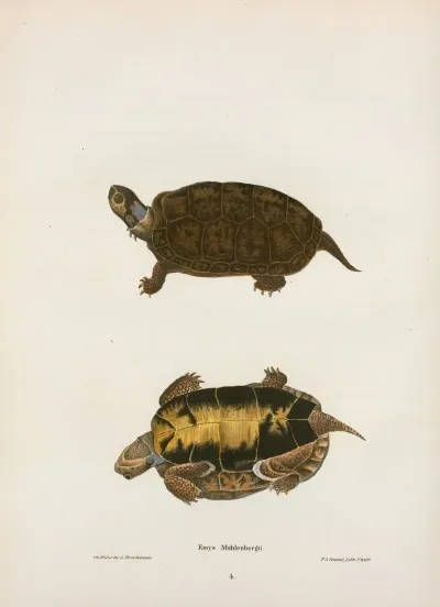 Emys Mobilensis