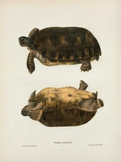 Emys Rubriventris