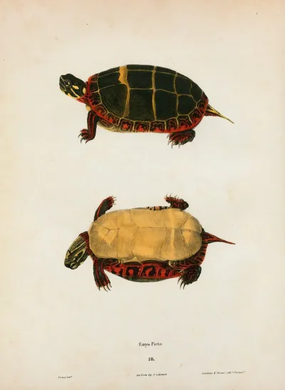 Emys Serrata