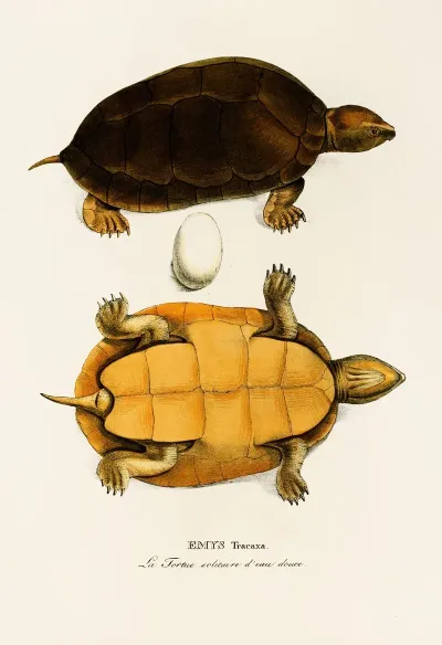 Emys Tracaxa