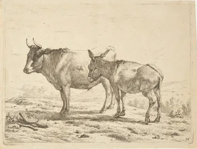 En Okse Og Et Aesel