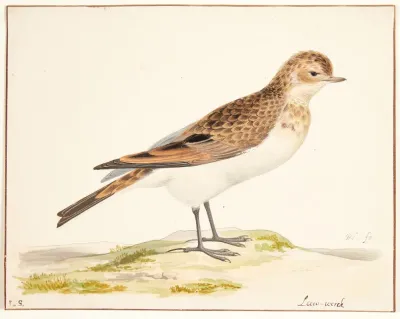 En Sanglaerke Alauda Arvensis