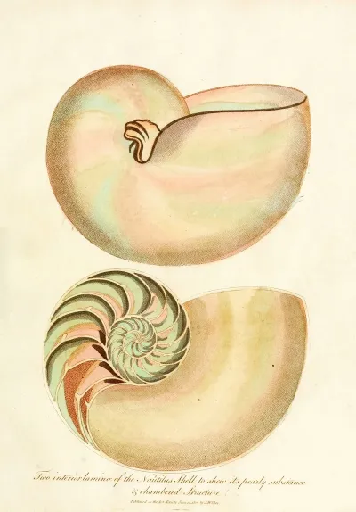 Encyclopaedia Londinensis Conchology Pl 02