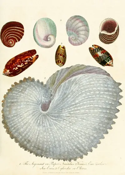 Encyclopaedia Londinensis Conchology Pl 04