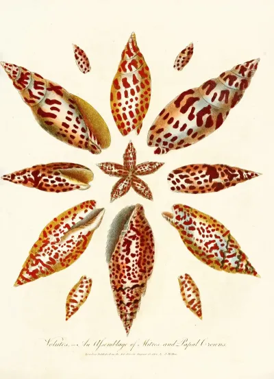 Encyclopaedia Londinensis Conchology Pl 06