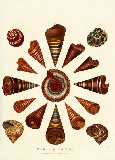 Encyclopaedia Londinensis Conchology Pl 08