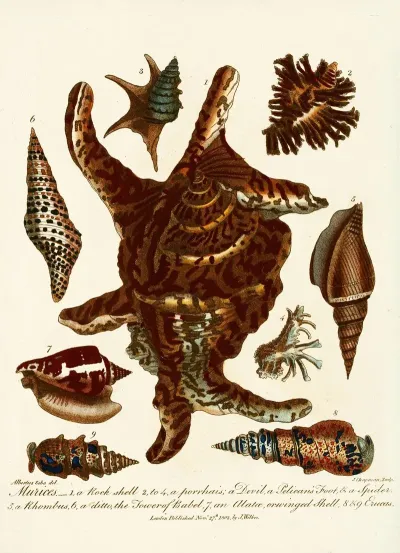 Encyclopaedia Londinensis Conchology Pl 13