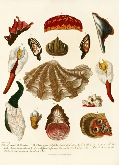 Encyclopaedia Londinensis Conchology Pl 15