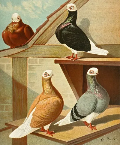 Englische Weisskopfe Baldheads