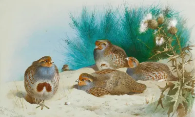 English Partridge With Gorse And Thistles