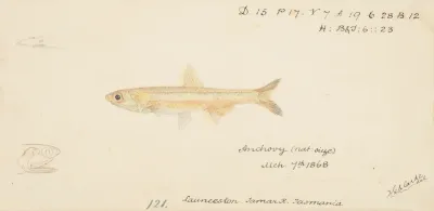 Engraulis Australis Tas Anchovy