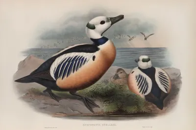 Eniconetta Stelleri Stellers Duck