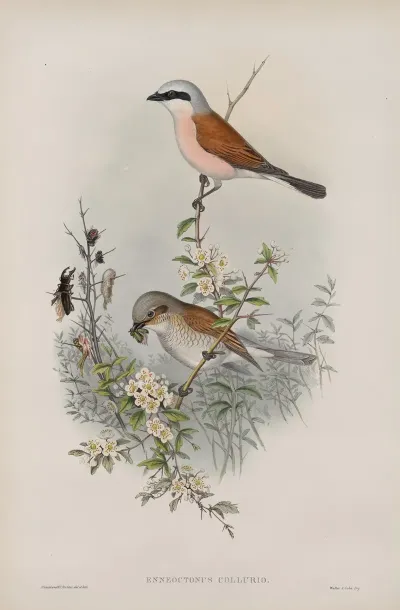 Enneoctonus Collurio Butcher Bird