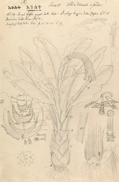 Ensete Ventricosum 2