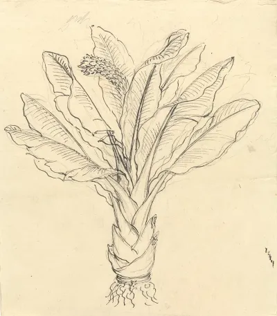 Ensete Ventricosum 3