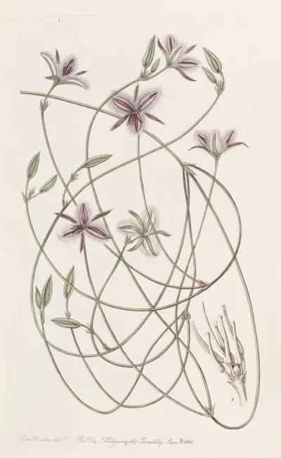 Entangled Thysanotus