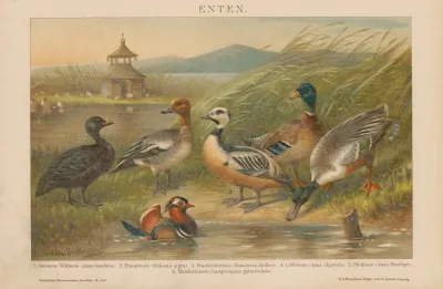 Enten 2