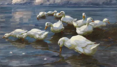 Enten Am Seeufer