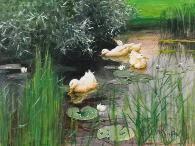 Enten Im Seerosenteich
